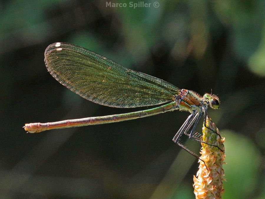 Calopteryx splendens - femmina